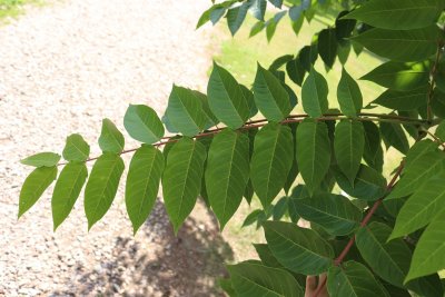 Ailanthus altissima - pajasan žláznatý - listy3 (81)